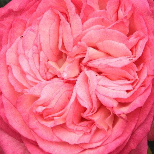 Rosa Antike 89™ - trandafir cu parfum intens - Trandafir copac cu trunchi înalt - cu flori în buchet - alb - roșu - W. Kordes & Sons - coroană curgătoare - ,-